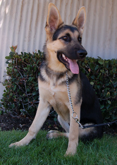 Annie von Malibu sitting